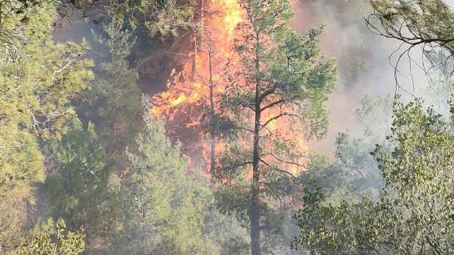 Hatay’da orman yangını: Alevlerle mücadele başladı