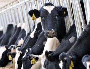 İktidar, üreticiyi bıraktı yabancıya kazandıracak