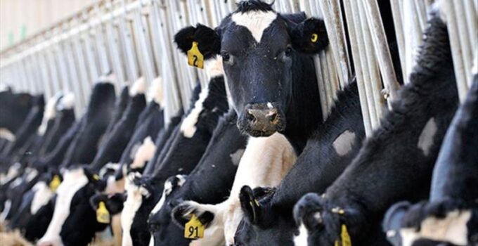 İktidar, üreticiyi bıraktı yabancıya kazandıracak