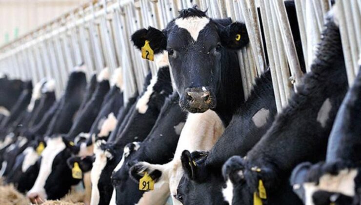 İktidar, üreticiyi bıraktı yabancıya kazandıracak