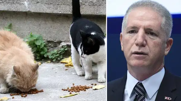 İstanbul Valisi Davut Gül’ün yeni hedefi kediler: ‘Her önüne gelen kediye mama veremez’