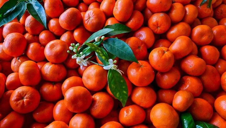 Mandalina ihracatı 10 ayda yüzde 34 artarak 375 milyon dolar oldu