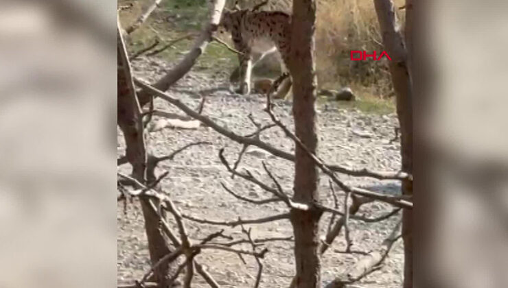 Nesli tükenme tehlikesi altındaki tür Hakkari’de görüldü