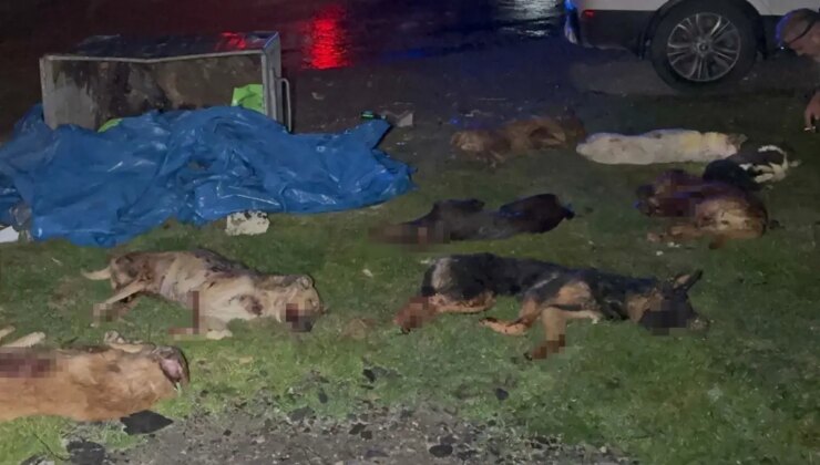 Samsun’da çöp konteynerinde 9 telef olmuş köpek bulundu