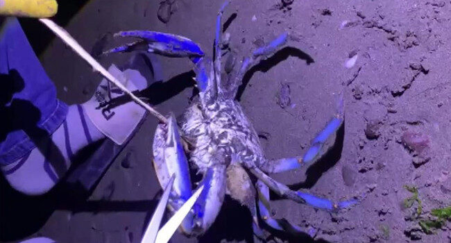 Samsun’da sahilde görüldü! Fark eden vatandaşlar şok oldu