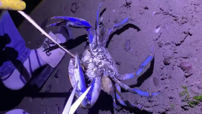 Samsun’da sahilde görüldü! Fark eden vatandaşlar şok oldu