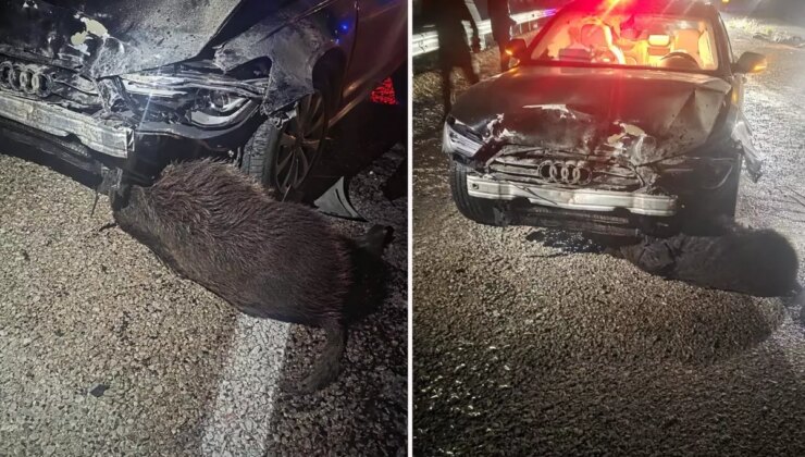 Sinop Belediye Başkanı’nın makam aracı domuz sürüsüne çarptı