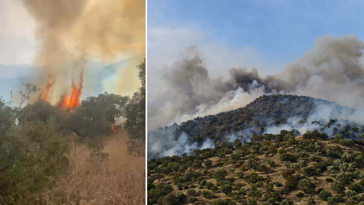 Son dakika… Aydın’da orman yangını! Rüzgarın etkisiyle yayıldı