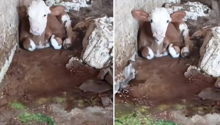 Talihsiz buzağı: Dış görünüşü nedeniyle annesi bile onu istemiyor