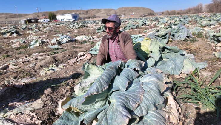 Tarlasını vatandaşa açtı: Köşeyi döndü