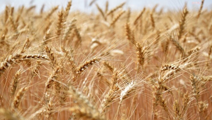 TİGEM, 2025 mahsul 2 bin ton buğdayı satışa çıkarıyor