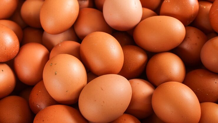 TÜİK açıkladı: Tavuk yumurtası üretimi azaldı