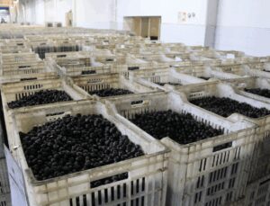 Türk zeytini Orta Doğu'ya açılıyor