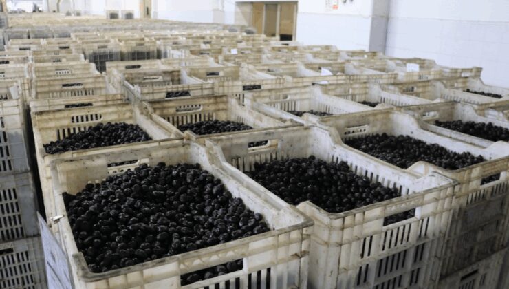 Türk zeytini Orta Doğu'ya açılıyor