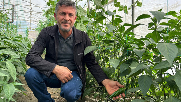 Türkiye’nin en acı biberi: Çiftçiler hasat hazırlığına başladı