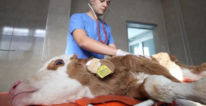Üreticinin maliyeti katlanıyor: En yüksek artış veteriner harcamaları