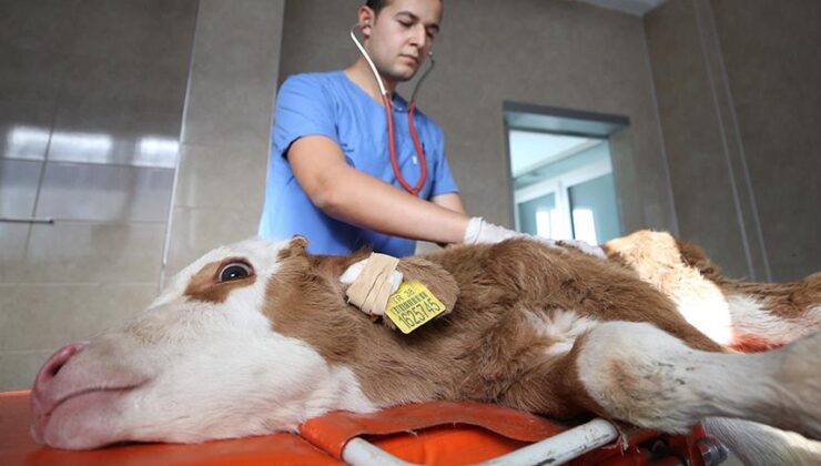 Üreticinin maliyeti katlanıyor: En yüksek artış veteriner harcamaları