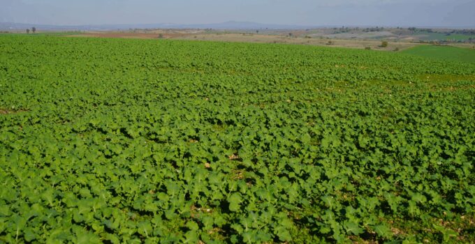 Yağan yağmurlar Edirneli çifciye yaradı: Tarlalar bayram etti