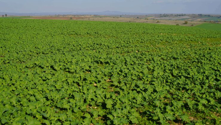 Yağan yağmurlar Edirneli çifciye yaradı: Tarlalar bayram etti