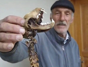55 santim boyunda, yırtıcı dişlere sahip! Artvinli vatandaş ahırında buldu, gözlerine inanamadı | ‘İlk kez böyle bir şey gördüm’
