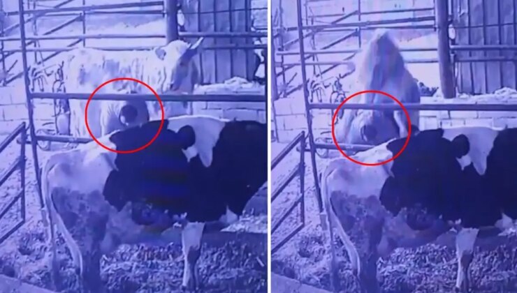 Ahırda bir garip olay! Videosu olmasa kimse inanmaz