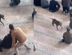 Camiye giren pitbullun sahibine adli ve idari işlem yapıldı