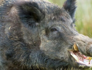 Domuz avcıyı öldürdü! Kanlı av!