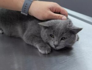 İştahsız kedisini veterinere götüren çift hayatının şokunu yaşadı