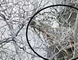 Nesli tükenme tehlikesi altındaki canlı Sivas’ta ağaçta görüntülendi