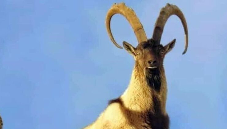 Yaban keçisi vuranlara otomobil parası gibi ceza