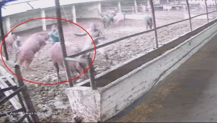 Zıplayıp ‘tos’ vurdu! Boğanın saldırısı kamerada!