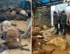 Ağıla girdiğinde gördüğü manzara karşısında şoke oldu | Kurtlar 130 koyunu parçaladı