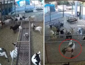 Kamera görüntülerini izleyen çiftlik sahibi gördüklerine inanamadı