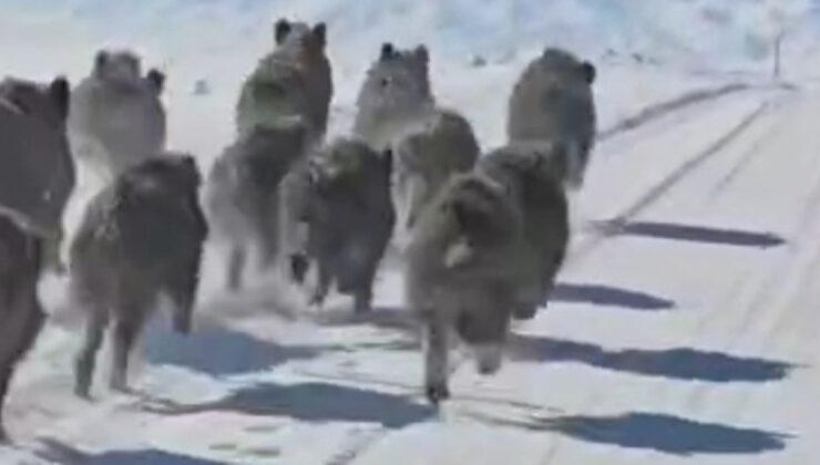 Korkutan görüntü! Sürü halinde geldiler!