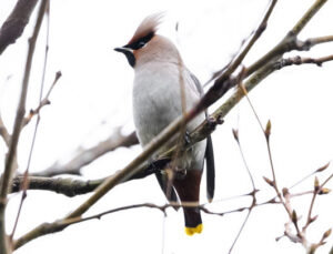 Nadir görülüyor! İstanbul’da ipekkuyruk sürprizi