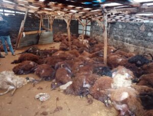 Sabah ahırına giden vatandaş, gördüğü manzara karşısında yıkılıp kaldı