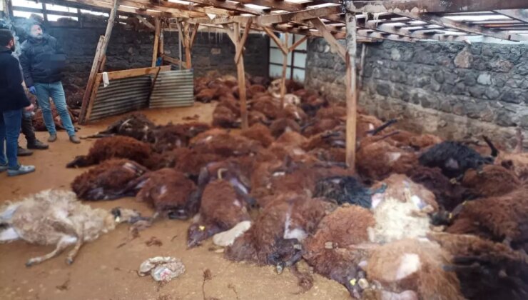 Sabah ahırına giden vatandaş, gördüğü manzara karşısında yıkılıp kaldı