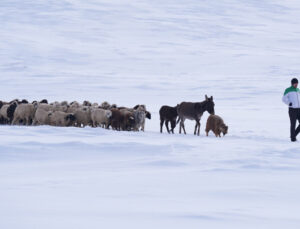 Son yılların en fazla kar yağışı görüldü! Dondurucu soğuklarda hayvanları böyle besliyorlar