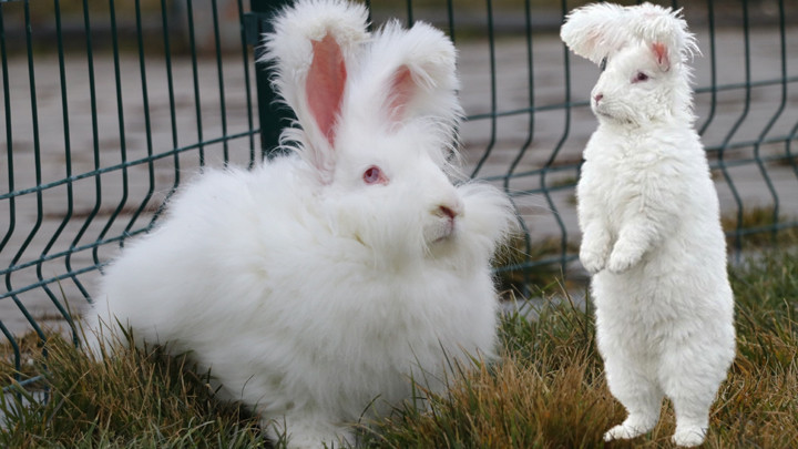 Türkiye’de nesli tükenmişti! Özel proje başlatıldı: Ankara tavşanı sayısı 130’a ulaştı… ‘Strese girdiklerinde yeme içmeyi bırakabiliyorlar’