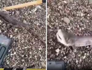 Amatör balıkçıların oltasını yavru köpek balığı takıldı