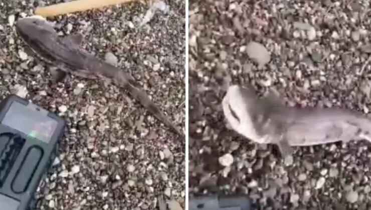 Amatör balıkçıların oltasını yavru köpek balığı takıldı