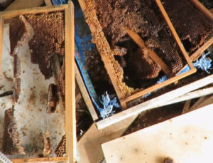 Ayı, tarihi ‘hanay’lara girip balları yedi; arıcılar yardım istedi