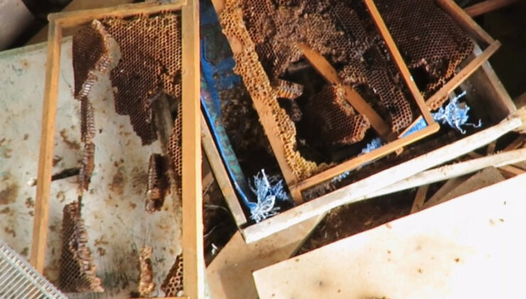 Ayı, tarihi ‘hanay’lara girip balları yedi; arıcılar yardım istedi