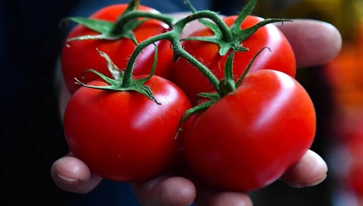 Bir ilçemizin domatesi dünyanın en iyileri arasına girdi