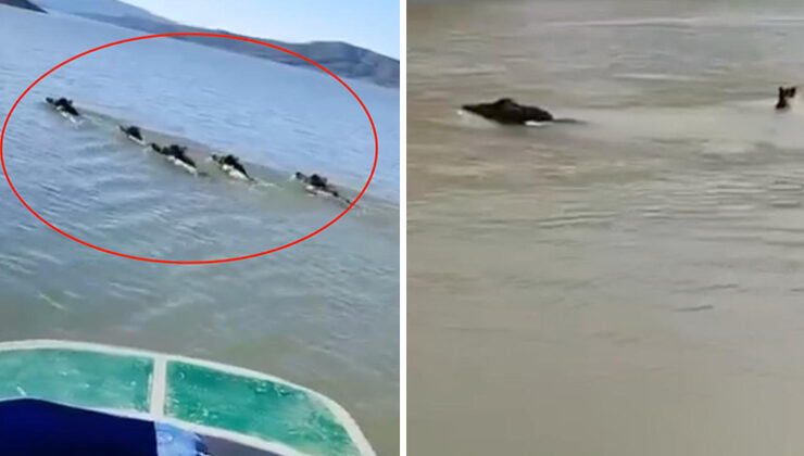 Diyarbakır’da teknedeki balıkçı kayda aldı: Sürü halinde yüzüp karşıya geçtiler