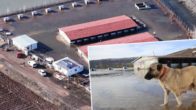 Dünyaca ünlü marka değeri Anadolu Aslanları su altında kaldı: ‘Bölgede ilk kez böyle bir olay yaşandı’