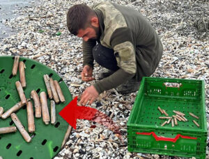 Fırtına sonrası sahile vurdular! Balıkçılar tek tek topladı: Normalde para verip alıyoruz