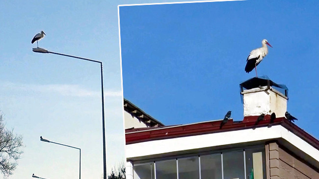 Kentte hava sıcaklığı mevsim normallerinin üzerine çıktı: Bina çatılarında göründü! ‘Bu yıl biraz erken geldiler’