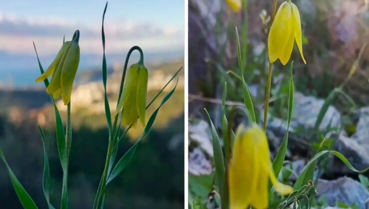 Kuşadası’nda "ağlayan gelinler" çiçek açmaya başladı