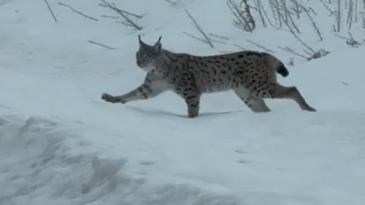 Nesli tükenme tehlikesi altında bulunan vaşak Bayburt’ta görüntülendi